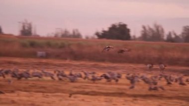 Kum tepesi turnaları California 'ya göç ediyor, Woodbridge ekolojik rezervi,