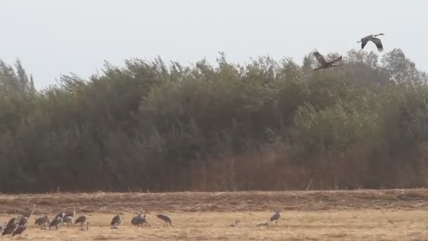 Migración Grúas Montañosas Arena California Reserva Ecológica Puentes Forestales — Vídeos de Stock