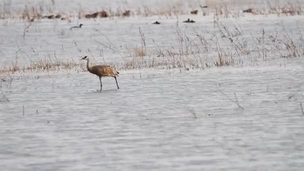 Migración Grúas Montañosas Arena California Reserva Ecológica Puentes Forestales — Vídeos de Stock