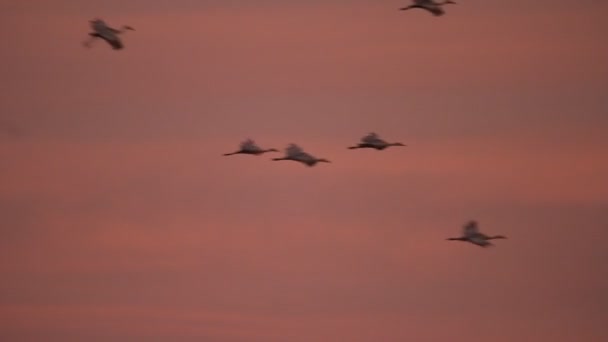 Migración Grúas Montañosas Arena California Reserva Ecológica Puentes Forestales — Vídeos de Stock