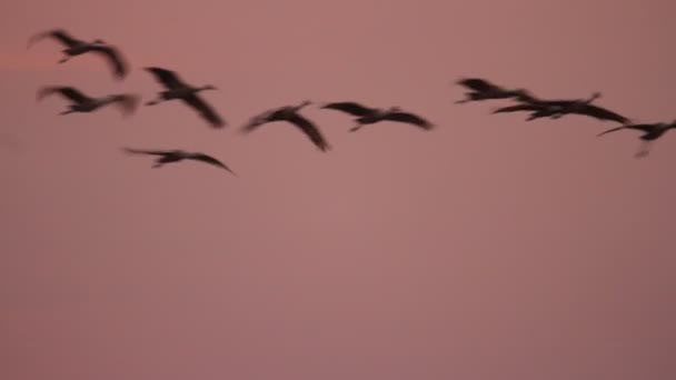 Sand Hill Cranes Migration Caliifornia Woodbridge Ecological Reserve — Stock Video