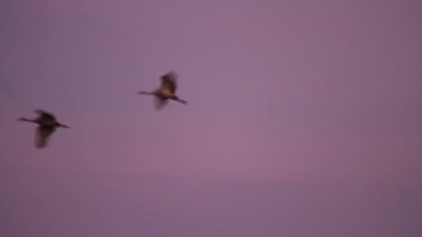 Sand Hill Cranes Migration Caliifornia Woodbridge Ecological Reserve — Stock Video