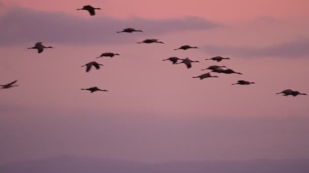 Sand Hill Cranes Migration Caliifornia Woodbridge Ecological Reserve — Stock Video