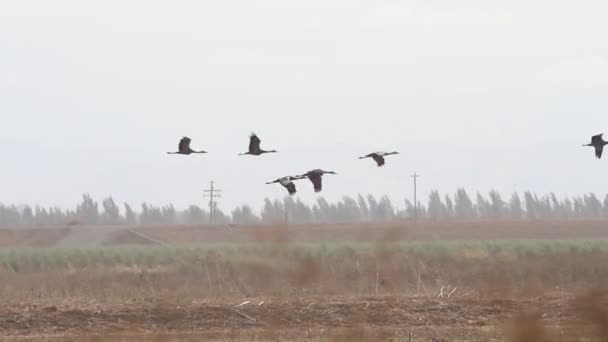 Migración Grúas Montañosas Arena California Reserva Ecológica Puentes Forestales — Vídeos de Stock