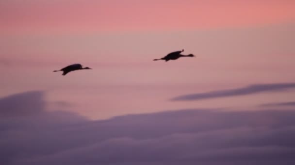 Sand Hill Cranes Migration Caliifornia Woodbridge Ecological Reserve — Stock Video