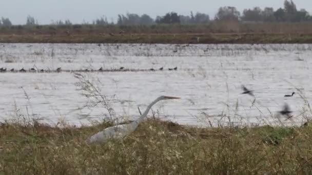 Sand Hill Cranes Migration Caliifornia Woodbridge Ecological Reserve — Stock Video