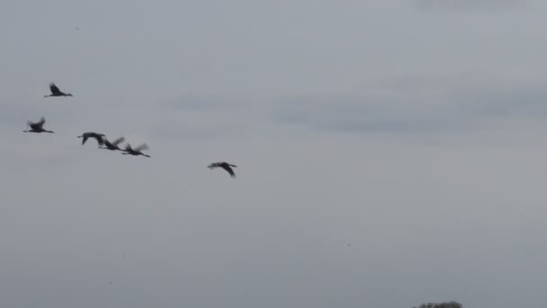 Sand Hill Cranes Migration Caliifornia Woodbridge Ecological Reserve — Stock Video