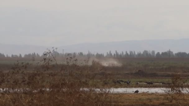 Migración Grúas Montañosas Arena California Reserva Ecológica Puentes Forestales — Vídeos de Stock