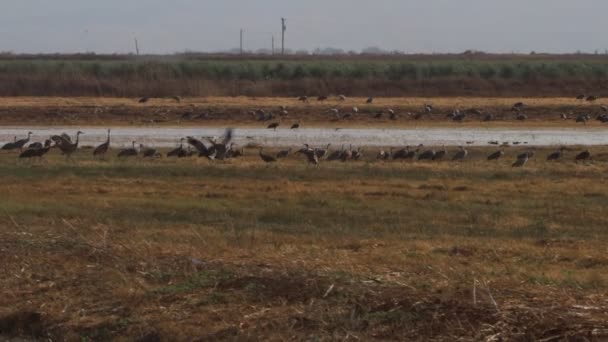 Migración Grúas Montañosas Arena California Reserva Ecológica Puentes Forestales — Vídeos de Stock