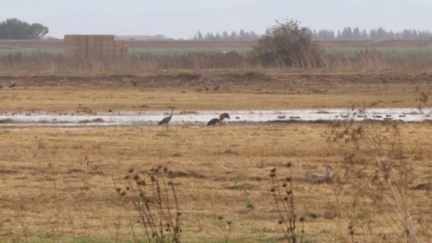 Migración Grúas Montañosas Arena California Reserva Ecológica Puentes Forestales — Vídeos de Stock