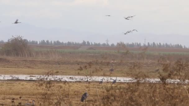 Migración Grúas Montañosas Arena California Reserva Ecológica Puentes Forestales — Vídeos de Stock