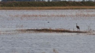 Kum tepesi turnaları California 'ya göç ediyor, Woodbridge ekolojik rezervi,
