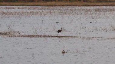 Kum tepesi turnaları California 'ya göç ediyor, Woodbridge ekolojik rezervi,