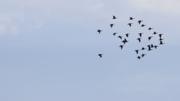 Sand Hill Cranes Migration Caliifornia Woodbridge Ecological Reserve — Stock Video