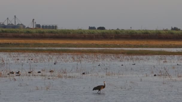 Gru Collinari Sabbia Migrazione California Riserva Ecologica Woodbridge — Video Stock