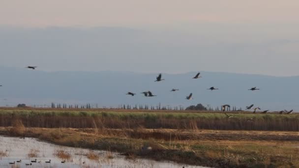 Migración Grúas Montañosas Arena California Reserva Ecológica Puentes Forestales — Vídeos de Stock