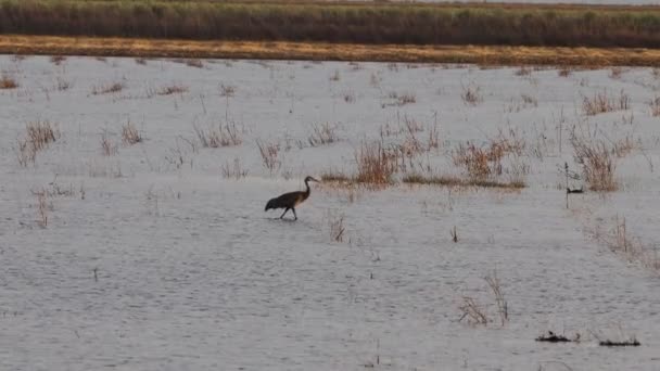 Migración Grúas Montañosas Arena California Reserva Ecológica Puentes Forestales — Vídeos de Stock