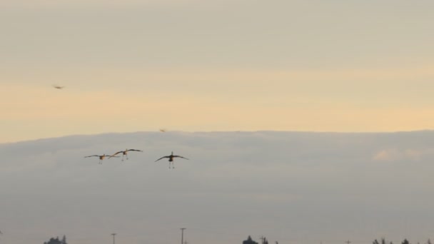 Sand Hill Cranes Migration Caliifornia Woodbridge Ecological Reserve — Stock Video