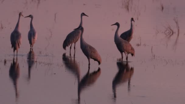 Sand Hill Cranes Migration Caliifornia Woodbridge Ecological Reserve — Stock Video