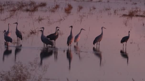Sand Hill Cranes Migration Caliifornia Woodbridge Ecological Reserve — Stock Video
