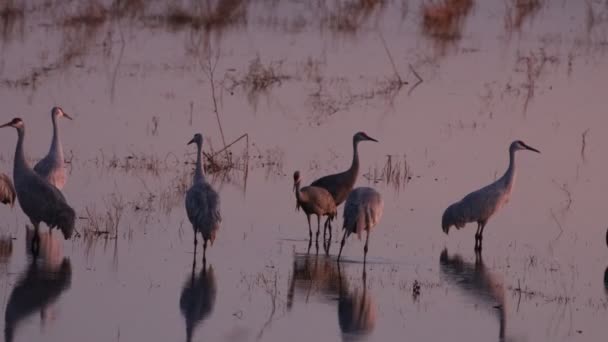 Migración Grúas Montañosas Arena California Reserva Ecológica Puentes Forestales — Vídeos de Stock