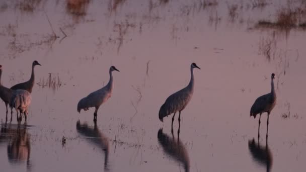 Sand Hill Cranes Migration Caliifornia Woodbridge Ecological Reserve — Stock Video