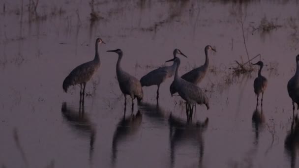 Migración Grúas Montañosas Arena California Reserva Ecológica Puentes Forestales — Vídeos de Stock