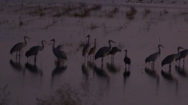 Migración Grúas Montañosas Arena California Reserva Ecológica Puentes Forestales — Vídeos de Stock