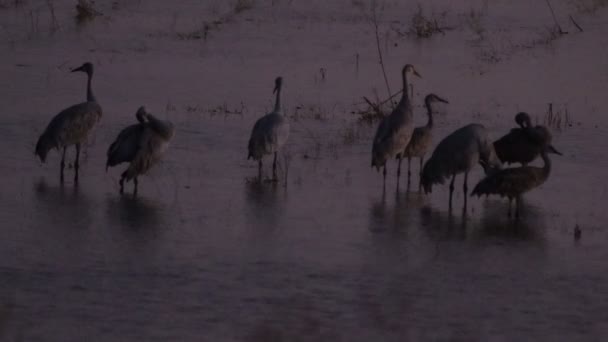 Sand Hill Cranes Migration Caliifornia Woodbridge Ecological Reserve — Stock Video