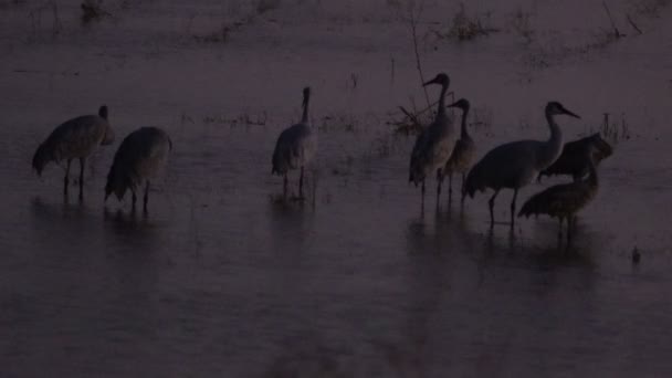 Migración Grúas Montañosas Arena California Reserva Ecológica Puentes Forestales — Vídeos de Stock