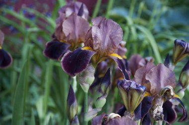 çok güzel çiçek açan çiçekler çiçek