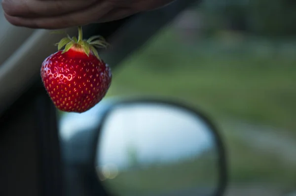 one ripe strawberry in hands