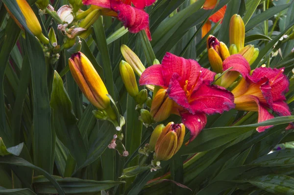 Liljor som växer i trädgården — Stockfoto