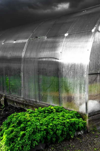 Greenhouse Black White Photo — Stock Photo, Image