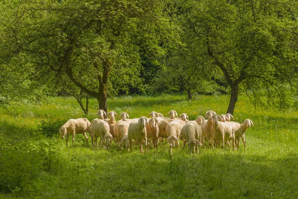 A shorn flock of sheep close together in a meadow