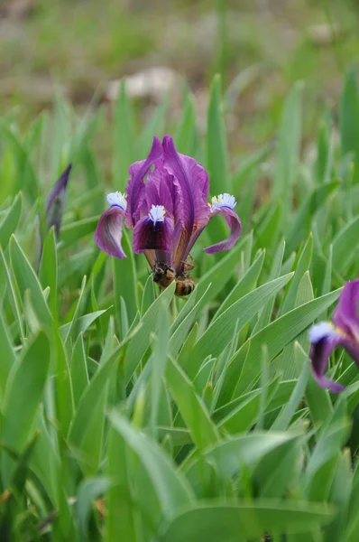 紫色の芽のクローズ アップと小さな野生のアイリス 春に咲く紫の花は緑の草の側面の間で白百合を命名しました 花蕾とバイオレット アイリス 春の草原 自然の背景 — ストック写真