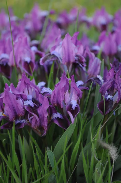 Dark Purple Blossoming Irises Closeup Lush Grass Spring Blooming Flowers — Stock Photo, Image