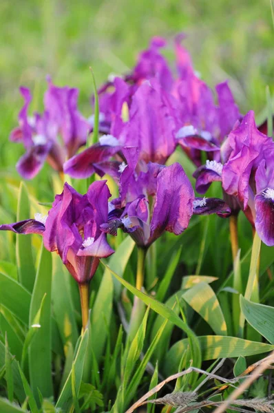 夕日の光でジューシーな緑の草の中で紫色アイリス 紫の庭花菖蒲のクローズ アップ 緑豊かな花びらを持つ花アヤメが咲くを春します 春の背景 ガーデニングの背景 — ストック写真