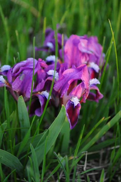 日没の太陽光線と明るい紫庭の花菖蒲のクローズ アップ 湾曲した花弁を持つ花が咲くアヤメを春します 光の青の雄蘂を持つバイオレット アイリス 春の背景の色 ガーデニングの背景 — ストック写真