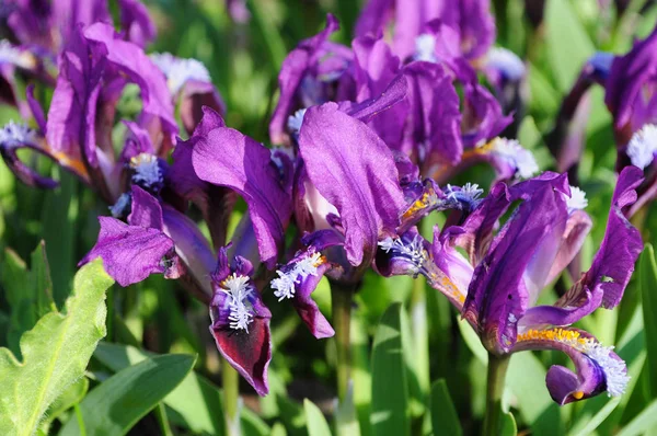 Hodně Malý Fialový Zahradní Kosatce Closeup Jarní Kvetoucí Květiny Fleur — Stock fotografie