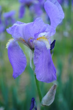 Açık mavi mor bahçe iris irises alanı ile bulanık arka plan üzerinde closeup. Uzun yaprakları ve tomurcukları ile Bahar çiçek Fleur-de-lis çiçek. Bahar arka planı. Bahar çiçeklerinin bahçe 