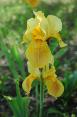 Güzel sarı iris çiçekleri yeşil arka plan üzerinde closeup. Fleur-de-lis sarı ve turuncu renkli yemyeşil yaprakları ile. Bahçe çiçek tarhında bahar çiçeklenme irises. Bahar sarı çiçekleri Bahçe