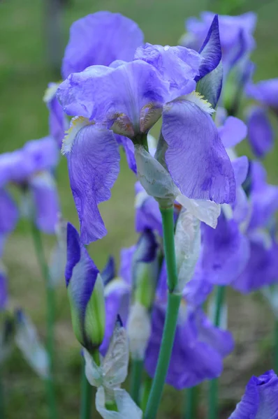 Yemyeşil Yaprakları Closeup Ile Güzel Mavi Bahçe Irises Bahar Çiçek — Stok fotoğraf