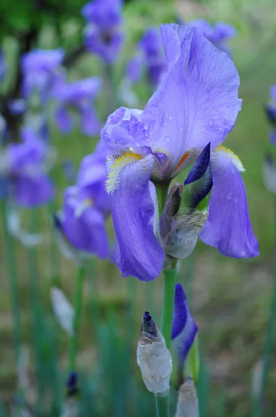Irisul Albastru Grădină Muguri Violet Apropie Primăvara Înflorește Floarea Fleur — Fotografie, imagine de stoc