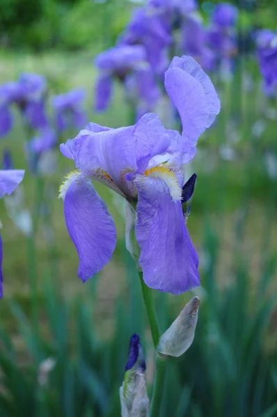 Yeşil Bulanık Arka Plan Üzerinde Büyük Mavi Bahçe Iris Closeup — Stok fotoğraf