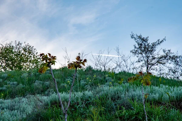 Green hill landscape with blue sky and white vapor trail. Summer landscape with lush grass and young trees. White contrail in blue sky above green hill. Beauty of nature. Natural wild plants background.