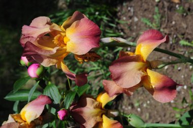 Yemyeşil yaprakları arasında büyük bordo renkli yaprakları ile parlak turuncu iris çiçekler. Blooming bahçe irises closeup. Kırmızı yaprakları ile canlı sarı fleur-de-lis. Bahar çiçekleri ve şakayık tomurcukları çiçek tarh