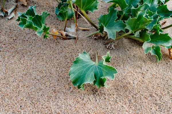 Frische Grüne Stachelige Blätter Von Meereryngium Pflanzen Die Nach Dem — Stockfoto