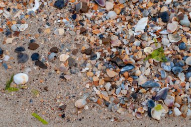 Dağınık deniz kabukları ve küçük renkli deniz taşlarıyla ıslak kum. Çeşitli kabuklar ve küçük çakıl taşlı yeşil deniz yosunu. Deniz kumu dokuları. Yaz arkaplanı. Seyahat geçmişi. Karadeniz Sahili Sahili  
