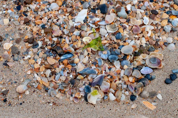 Strand Nassen Sand Mit Verstreuten Muscheln Und Kleinen Bunten Kieseln — Stockfoto